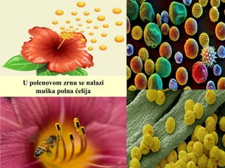 U polenovom zrnu se nalazi
muška polna ćelija
 
