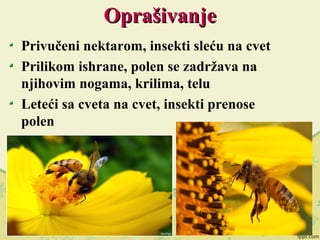OprašivanjeOprašivanje
Privučeni nektarom, insekti sleću na cvet
Prilikom ishrane, polen se zadržava na
njihovim nogama, krilima, telu
Leteći sa cveta na cvet, insekti prenose
polen
 