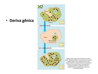 • Deriva gênica
 