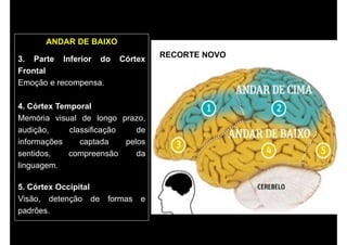 ANDAR DE BAIXO
3. Parte Inferior do Córtex
Frontal
Emoção e recompensa.
4. Córtex Temporal
Memória visual de longo prazo,
audição, classificação de
informações captada pelos
sentidos, compreensão da
linguagem.
5. Córtex Occipital
Visão, detenção de formas e
padrões.
RECORTE NOVO
 