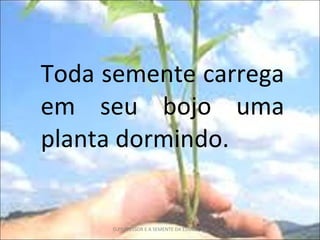 Toda semente carrega em seu bojo uma planta dormindo. O PROFESSOR E A SEMENTE DA EDUCAÇÃO 