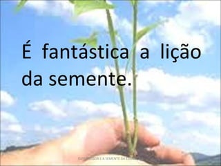 É fantástica a lição da semente. O PROFESSOR E A SEMENTE DA EDUCAÇÃO 
