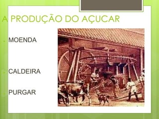 A PRODUÇÃO DO AÇUCAR 
● MOENDA 
● CALDEIRA 
● PURGAR 
 