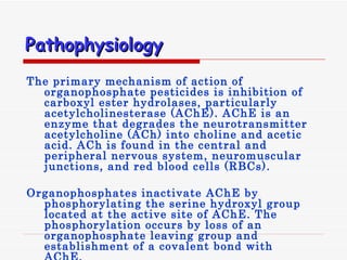Pathophysiology   The primary mechanism of action of organophosphate pesticides is inhibition of carboxyl ester hydrolases, particularly acetylcholinesterase  ( AChE ).  AChE is an enzyme that degrades the neurotransmitter acetylcholine  ( ACh )  into choline and acetic acid .  ACh is found in the central and peripheral nervous system, neuromuscular junctions, and red blood cells  ( RBCs). Organophosphates inactivate AChE by phosphorylating the serine hydroxyl group located at the active site of AChE .  The phosphorylation occurs by loss of an organophosphate leaving group and establishment of a covalent bond with AChE . 