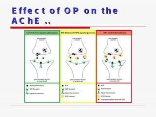 Effect of OP on the AChE .. 