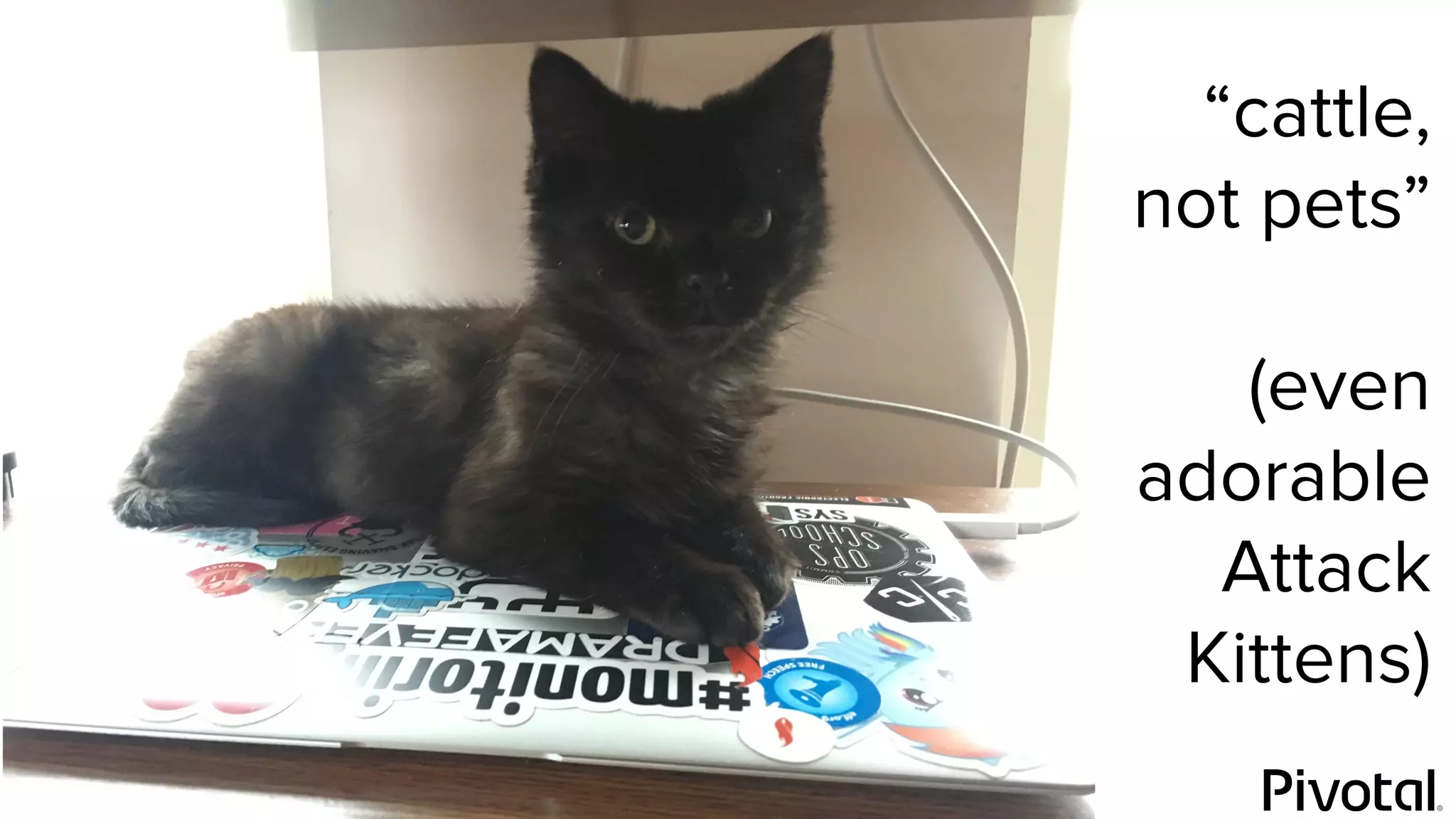 @bridgetkromhout
“cattle,
not pets”
(even
adorable
Attack
Kittens)
 