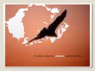 E outras vezes é o pássaro quem decide.



                                          27
 