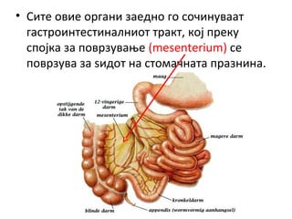 Opst plan na gradba na digestiven sistem | PPT