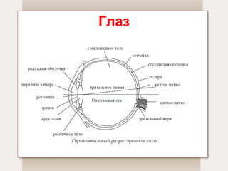 Глаз 