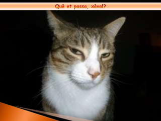 Què et passa, xàval?