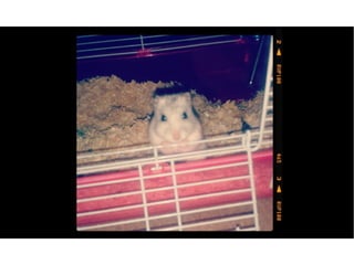 Fotos del meu hamster