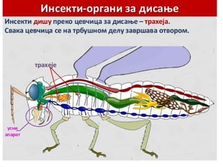 Opšte odlike zglavkara