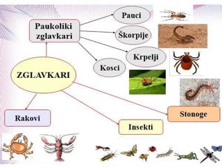 Opšte odlike zglavkara