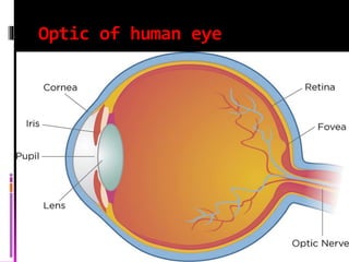 Optic of human eye
 