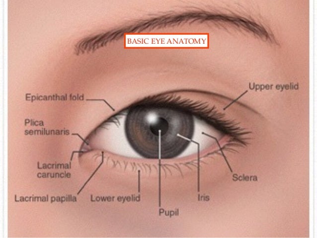 opthalmic trauma pdf opthalmic