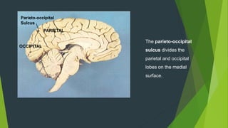Parieto-occipital
Sulcus
OCCIPITAL
PARIETAL
The parieto-occipital
sulcus divides the
parietal and occipital
lobes on the medial
surface.
 