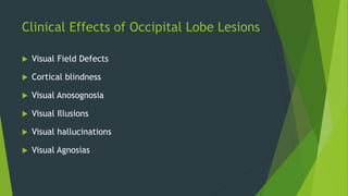 Clinical Effects of Occipital Lobe Lesions
 Visual Field Defects
 Cortical blindness
 Visual Anosognosia
 Visual Illusions
 Visual hallucinations
 Visual Agnosias
 