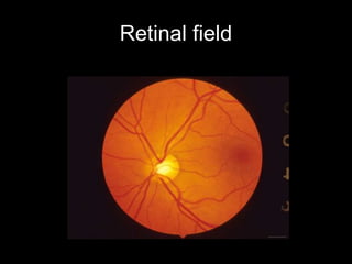 Retinal field 
 