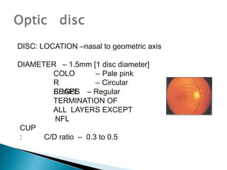DISC: LOCATION –nasal to geometric axis
DIAMETER – 1.5mm [1 disc diameter]
COLO
R
SHAPE
– Pale pink
– Circular
EDGES – Regular
CUP
:
TERMINATION OF
ALL LAYERS EXCEPT
NFL
C/D ratio – 0.3 to 0.5
 