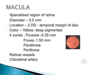  Specialised region of retina
 Diameter – 5.5 mm
 Location – 2 DD - temporal margin of disc
 Color – Yellow; deep pigmented
 4 zones : Foveola -0.35 mm
Fovea -1.50 mm
Parafovea
Perifovea
 Retinal vessels
 Cilioretinal artery
 