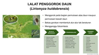 LALAT PENGGOROK DAUN
(Liriomyza huidobrensis)
• Menggorok pada bagian permukaan atas daun maupun
permukaan bawah daun
• Bekas gorokan membentuk alur-alur tak beraturan
• Mengganggu fotosintesis
GEJALA
SERANGAN
• Adanya bintik-
bitnik putih
• Adanya alur
korokan yang tak
beraturan dan
berwarna putih
pada permukaan
daun
PENGENDALIAN
• Kultur teknis
• Pestisida nabati
• Agens hayati
• Pestisida kimia
(lambda sihalotrin,
emamektin, beta
siflutrin, asefat,
deltametrin, dll)
TANAMAN
INANG
• Timun
• Tomat
• Terong
• Cabai
• Bawang merah
• Buncis
• Kentang
• Waluh
• Gambas
• Semangka
 