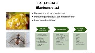 LALAT BUAH
(Bactrocera sp)
Ulat Tanah
• Menyerang buah yang masih muda
• Menyunting dinding buah dan meletakan telur
• Larva memakan isi buah
GEJALA
SERANGAN
• Terdapat bekas
tusukan berwana
hitam
• Kulit buah
menguning
• Biji berwarna
coklat kehitaman
• Daging buah
busuk
PENGENDALIAN
• Kultur teknis
(membungkus buah)
• Pestisida nabati
• Agens hayati
• Pestisida kimia (beta
siflutrin,
imidakloprid,
cyromazine dll)
TANAMAN
INANG
• Timun
• Melon
• Waluh
• Pare
• Gambas
• Cabai
• Hampir semua
tanaman buah
 