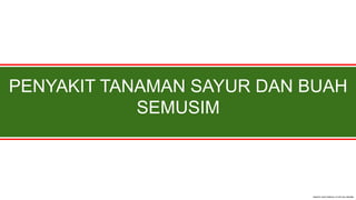 PENYAKIT TANAMAN SAYUR DAN BUAH
SEMUSIM
 