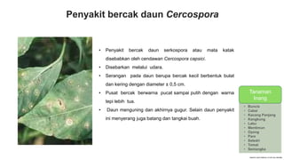 Penyakit bercak daun Cercospora
• Penyakit bercak daun serkospora atau mata katak
disebabkan oleh cendawan Cercospora capsici.
• Disebarkan melalui udara.
• Serangan pada daun berupa bercak kecil berbentuk bulat
dan kering dengan diameter ± 0,5 cm.
• Pusat bercak berwarna pucat sampai putih dengan warna
tepi lebih tua.
• Daun menguning dan akhirnya gugur. Selain daun penyakit
ini menyerang juga batang dan tangkai buah.
TANAMAN
INANG
• Buncis
• Cabai
• Kacang Panjang
• Kangkung
• Labu
• Mentimun
• Oyong
• Pare
• Seledri
• Tomat
• Semangka
Tanaman
Inang
 
