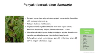 Penyakit bercak daun Alternaria
• Penyakit bercak daun alternaria atau penyakit bercak kering disebabkan
oleh cendawan Alternaria sp.
• Patogen ditularkan melalui udara.
• Gejala awal timbulnya bercak kecil di daun-daun bagian bawah,
kemudian berkembang dengan diameter mencapai ± 15 mm.
• Warna bercak coklat dengan lingkaran-lingkaran sepusat. Masa konidia
yang berwarna kelabu sampai hitam terlihat di atas bercak.
• Suhu optimum untuk perkembangan penyakit ini berkisar antara 28-
30o C dengan kelembaban tinggi.
TANAMAN
INANG
• Tomat
• Kacang Panjang
• Labu
• Timun
• Oyong
• Pare
• Seledri
• Tomat
• Semangka
• Terong
Tanaman
Inang
 