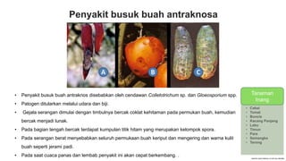 Penyakit busuk buah antraknosa
• Penyakit busuk buah antraknos disebabkan oleh cendawan Colletotrichum sp. dan Gloeosporium spp.
• Patogen ditularkan melalui udara dan biji.
• Gejala serangan dimulai dengan timbulnya bercak coklat kehitaman pada permukan buah, kemudian
bercak menjadi lunak.
• Pada bagian tengah bercak terdapat kumpulan titik hitam yang merupakan kelompok spora.
• Pada serangan berat menyebabkan seluruh permukaan buah keriput dan mengering dan warna kulit
buah seperti jerami padi.
• Pada saat cuaca panas dan lembab penyakit ini akan cepat berkembang. .
TANAMAN
INANG
• Cabai
• Tomat
• Buncis
• Kacang Panjang
• Labu
• Timun
• Pare
• Semangka
• Terong
Tanaman
Inang
 