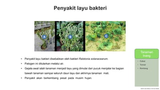 Penyakit layu bakteri
• Penyakit layu bakteri disebabkan oleh bakteri Ralstonia solanacearum.
• Patogen ini ditularkan melalui air.
• Gejala awal ialah tanaman menjadi layu yang dimulai dari pucuk menjalar ke bagian
bawah tanaman sampai seluruh daun layu dan akhirnya tanaman mati.
• Penyakit akan berkembang pesat pada musim hujan.
TANAMAN
INANG
• Cabai
• Tomat
• Kentang
Tanaman
Inang
 