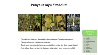 Penyakit layu Fusarium
• Penyakit layu fusarium disebabkan oleh cendawan Fusarium oxysporum.
• Patogen ditularkan melalui udara dan air.
• Gejala serangan ditandai tanaman menjadi layu, mulai dari daun bagian bawah.
• Anak tulang daun menguning. Jaringan batang dan akar berwarna coklat.
TANAMAN
INANG
• Buncis
• Cabai
• Kentang
• Kacang Panjang
• Labu
• Timun
• Pare
• Seledri
• Semangka
• Tomat
• Terong
Tanaman
Inang
 