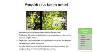 Penyakit virus kuning gemini
• Virus kuning gemini tergolong dalam keluarga Geminiviridae.
• Gejala yang ditimbulkan berbeda-beda, tergantung pada genus dan spesies
tanaman yang ter- infeksi.
• Gejala pada cabai pertama kali muncul pada daun muda atau pucuk berupa
bercak kuning di sekitar tulang daun.
• kemudian berkembang menjadi urat daun berwarna kuning, cekung dan
mengkerut dengan warna mosaik ringan atau kuning.
TANAMAN
INANG
• Cabai
• Tomat
• Kacang Panjang
• Terong
• Timun
• Buncis
Tanaman
Inang
 