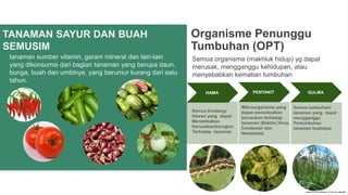 TANAMAN SAYUR DAN BUAH
SEMUSIM
tanaman sumber vitamin, garam mineral dan lain-lain
yang dikonsumsi dari bagian tanaman yang berupa daun,
bunga, buah dan umbinya, yang berumur kurang dari satu
tahun.
Organisme Penunggu
Tumbuhan (OPT)
Semua organisme (makhluk hidup) yg dapat
merusak, mengganggu kehidupan, atau
menyebabkan kematian tumbuhan
HAMA
Semua binatang/
Hewan yang dapat
Menimbulkan
Kerusakan/kerugian
Terhadap tanaman
PENYAKIT
Mikroorganisme yang
dapat menimbulkan
kerusakan terhadap
tanaman (Bakteri,Virus,
Cendawan dan
Nematoda)
GULMA
Semua tumbuhan/
tanaman yang dapat
mengganggu
Pertumbuhan
tanaman budidaya
 