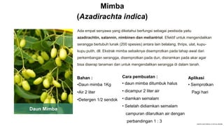 Ada empat senyawa yang diketahui berfungsi sebagai pestisida yaitu
azadirachtin, salannin, nimbinen dan meliantriol. Efektif untuk mengendalikan
serangga bertubuh lunak (200 spesies) antara lain belalang, thrips, ulat, kupu-
kupu putih, dll. Ekstrak mimba sebaiknya disemprotkan pada tahap awal dari
perkembangan serangga, disemprotkan pada dun, disiramkan pada akar agar
bisa diserap tanaman dan untuk mengendalikan serangga di dalam tanah.
Mimba
(Azadirachta indica)
Daun Mimba
Bahan :
•Daun mimba 1Kg
•Air 2 liter
•Detergen 1/2 sendok
Cara pembuatan :
• daun mimba ditumbuk halus
• dicampur 2 liter air
• diamkan semalam
• Setelah didiamkan semalam
campuran dilarutkan air dengan
perbandingan 1 : 3
Aplikasi
• Semprotkan
Pagi hari
 