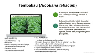 Tembakau (Nicotiana tabacum)
ALAT DAN BAHAN
Kandungan nikotin antara 6%-18%,
dan kandungan tertinggi terdapat di
daun.
Sebagai insektisida nabati, digunakan
sebagai racun perut dan pernapasan.
Hama yang dikendalikannya terutama
serangga berukuran kecil dan bertubuh
lunak, seperti ulat perusak daun,
aphids, triphs, dan pengendali jamur
(fungisida).
• Daun tembakau 1 kg
• Air 15 liter
• Sabun cuci piring cair secukupnya
(sebagai perekat dan perata)
• Bak atau ember
• Lumpang untuk menumbuk
• 1 kg daun tembakau yang dihancurkan
• Direndam dengan air dalam 15 liter air selama 1 hari dan
diberi sedikit sabun untuk bahan perekat.
• Kemudian, larutan daun tembakau tersebut disaring dan
• Segera disemprotkan pada tanaman.
• Sesudah selesai menyemprot, semua alat yang
digunakan segera dibersihkan.
CARA PEMBUATAN
 