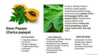 Di daun, batang maupun
buahnya, getah pepaya
mengandung sedikitnya tiga
jenis enzim yaitu papain (10%),
khimopapain (45%), dan
lisozim (20%). Ekstrak daun
papaya efektif untuk
mengendalikan hama ulat,
hama penghisap, aphid,
rayap, hama kecil, dan ulat
bulu.
Daun Pepaya
(Carica papaya)
ALAT DAN BAHAN
• 1 Kg daun pepaya
• 10 liter air
• 30 gram detergen
• 1 buah ember besar
• tumbukan
• saringan
CARA PEMBUATAN
• Kumpulkan 1 kg daun pepaya
• tumbuk hinga halus
• tambahkan 30 gr detergen
• Rendam dengan 10 liter air
selama semalam
• saring larutan hasil
perendaman
Campurkan 10-30 ml
ekstrak daun pepaya
dengan 1 liter air
kemudian semprotkan
ke tanaman
CARA APLIKASI
 