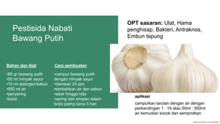 OPT sasaran: Ulat, Hama
penghisap, Bakteri, Antraknos,
Embun tepung
Pestisida Nabati
Bawang Putih
•85 gr bawang putih
•50 ml minyak sayur
•10 ml detergen/sabun
•950 ml air
•penyaring
•botol
•campur bawang putih
dengan minyak sayur
•diamkan 24 jam
•tambahkan air dan sabun
•aduk hingga rata
•saring dan simpan dalam
botol paling lama 3 hari
Bahan dan Alat Cara pembuatan
campurkan larutan dengan air dengan
perbandingan 1 : 19 atau 50ml : 950ml
air kemudian kocok dan semprotkan
aplikasi
 
