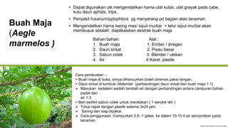 Buah Maja
(Aegle
marmelos )
• Dapat digunakan utk mengendalikan hama ulat kubis, ulat grayak pada cabe,
kutu daun aphids, trips,
• Penyakit fusarium/pytophtora yg menyerang pd bagian atas tanaman,
• Mengendalikan hama keong mas/ siput murbai > telur siput murbai akan
membusuk setalah diaplikasikan ekstrak buah maja
Bahan bahan: Alat :
1. Buah maja 1. Ember / diregen
2. Daun sirsat 2. Pisau besar
3. Sabun colek 3. Blender / ulekan
4. Air 4 Karet. plastik
Cara pembuatan :-
> Buah maja di buka, isinya dihancurkan boleh diremas pakai tangan.
> Daun sirsat di tumbuk/ diblender (perbandingan daun sirsat dan buah maja 1:1)
 Masukan kedalam wadah tambah air dengan perbandingan antara campuran bahan
padat dan
air 1:3
> Beri sedikit sabun colek untuk meratakan ( 1 sendok teh )
 Tutup rapat dengan plastik selama 3x24 jam.
 Saring dan siap dipakai.
 Cara penggunaan :Campurkan 0,5- 1 gelas ke dalam 10-15 lt air semprotkan pada
tanaman.
 