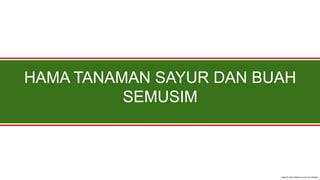 HAMA TANAMAN SAYUR DAN BUAH
SEMUSIM
 