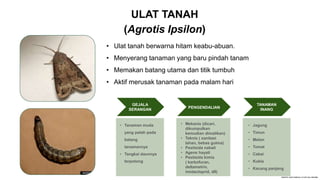 ULAT TANAH
(Agrotis Ipsilon)
• Ulat tanah berwarna hitam keabu-abuan.
• Menyerang tanaman yang baru pindah tanam
• Memakan batang utama dan titik tumbuh
• Aktif merusak tanaman pada malam hari
GEJALA
SERANGAN
• Tanaman muda
yang patah pada
batang
tanamannya
• Tangkai daunnya
terpotong
PENGENDALIAN
• Mekanis (dicari,
dikumpulkan
kemudian dimatikan)
• Teknis ( sanitasi
lahan, bebas gulma)
• Pestisida nabati
• Agens hayati
• Pestisida kimia
( karbofuran,
deltametrin,
imidacloprid, dll)
TANAMAN
INANG
• Jagung
• Timun
• Melon
• Tomat
• Cabai
• Kubis
• Kacang panjang
 