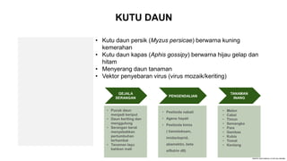 KUTU DAUN
• Kutu daun persik (Myzus persicae) berwarna kuning
kemerahan
• Kutu daun kapas (Aphis gossipy) berwarna hijau gelap dan
hitam
• Menyerang daun tanaman
• Vektor penyebaran virus (virus mozaik/keriting)
GEJALA
SERANGAN
• Pucuk daun
menjadi keriput
• Daun keriting dan
menggulung
• Serangan berat
menyebabkan
pertumbuhan
terhambat
• Tanaman layu
bahkan mati
PENGENDALIAN
• Pestisida nabati
• Agens hayati
• Pestisida kimia
( tiametoksam,
imidacloprid,
abamektin, beta
siflutrin dll)
TANAMAN
INANG
• Melon
• Cabai
• Timun
• Semangka
• Pare
• Gambas
• Kubis
• Tomat
• Kentang
 