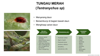 TUNGAU MERAH
(Tentranychus sp)
GEJALA
SERANGAN
• Adanya warna
tembaga
dipermukaan daun
bagian bawah
• Tepi daun keriting
• Daun melengkung
dan menggulung
ke bawah
• Daun mengering
PENGENDALIAN
• Pestisida nabati
• Agens hayati
• Pestisida kimia
(amitraz, difokol,
tetradifon,
spinoteram, dll.)
TANAMAN
INANG
• Melon
• Buncis
• Cabai
• Kentang
• Waluh
• Timun
• Gambas
• Pare
• Semangka
• Terong
• Menyerang daun
• Bersembunyi di bagian bawah daun
• Menghisap cairan daun
 