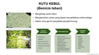 KUTU KEBUL
(Bemicia tabaci)
Ulat Tanah
• Menghisap cairan daun
• Mengeluarkan cairan yang dapat menyebabkan embun jelaga
• Vektor virus gemini penyebab penyakit kuning
GEJALA
SERANGAN
• Habitatnya
dibawah
permukaan daun
• Daun menguning,
keriting dan mudah
rontok
PENGENDALIAN
• Kultur teknis
(sanitasi, membuang
bagian yang
terserang)
• Pestisida nabati
• Agens hayati
• Pestisida kimia
(imidacloprid,
emamektin benzoate,
fipronil, profenofos,
dll.)
TANAMAN
INANG
• Melon
• Terong
• Tomat
• Kentang
• Cabai
• Waluh
• Timun
• Semangka
• Pare
 