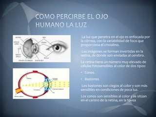 La luz que penetra en el ojo es enfocada por
la córnea, con la variabilidad de foco que
proporciona el cristalino.
Las imágenes se forman invertidas en la
retina, de donde son enviadas al cerebro.
La retina tiene un número muy elevado de
células fotosensibles al color de dos tipos:
• Conos
• Bastones
Los bastones son ciegos al color y son más
sensibles en condiciones de poca luz.
Los conos son sensibles al color y se sitúan
en el centro de la retina, en la fóvea
 