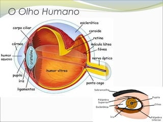 O Olho Humano
 