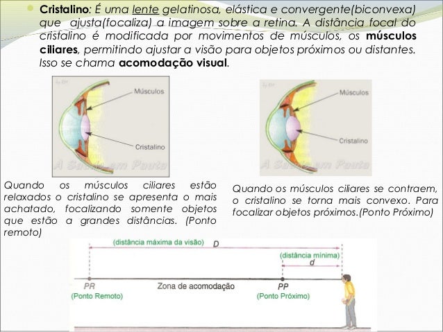Acomodação Visual: Entenda O Que É E Como Afeta A Visão – QFVB