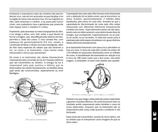 31
Entretanto a importância maior do cristalino não está em
desviar a luz, mas sim em acomodar-se para focalizar a luz
na região da retina mais sensível à luz. Em sua trajetória no
olho, após atravessar o cristlino, a luz passa pelo humor
vítreo, uma susbstância clara e gelatinosa que preenche
todo espaço entre o cristalino e a retina.
Finalmente, após atravessar os meios transparentes do olho,
a luz atinge a retina, uma "tela" sobre a qual deverá se
formar a imagem, que, decodificada pelo sistema nervoso,
permitirá a visão das coisas. É uma camada fina, com
espessura de aproximadamente 0,5 mm, rosada, e
constituída de fibras e células nervosas interligadas, além
de dois tipos especiais de células que são sensíveis à
luz: os cones e os bastonetes, cujos nomes estão
relacionados à forma que apresentam.
Os cones e os bastonetes são células fotossensíveis
responsáveis pela conversão da luz em impulsos elétricos
que são transmitidos ao cérebro. A energia da luz é
responsável pela ação química e elétrica que se
desencadeia nas células fotossensíveis; os detalhes dessa
ação ainda são controvertidos, especialmente ao nível
fisiológico.
A percepção das cores pelo olho humano está relacionada
com a absorção da luz pelos cones, que se encontram na
retina. Existem, aproximadamente, 7 milhões deles
espalhados pela retina de cada olho. Acredita-se que a
capacidade de discriminação de cores pelo olho esteja
relacionada com diferentes elementos fotossensíveis
contidos nos cones. Esses elementos seriam de três tipos,
sendo cada um deles sensível a uma determinada faixa de
energia, que corresponde, majoritariamente, ou ao azul,
ou ao verde, ou ao vermelho. A visão das outras cores é
explicada pela estimulação simultânea e em graus distintos
desses elementos fotossensíveis.
Já os bastonetes funcionam com pouca luz e percebem os
tons em cinza. A retina de cada olho contém da ordem de
125 milhões de bastonetes distribuidos entre os milhões
de cones. A sensibilidade dos bastonetes em relação à luz
é cerca de 100 vezes maior que a dos cones, mas estes
reagem, à claridadde, 4 vezes mais rápidos que aqueles.
A retina, o ponto cego, o nervo óptico e o cérebro
Portanto a luz que chega a retina estimula cones e bastonetes
a gerarem impulsos elétricos. Os cones funcionam bem na
claridade sendo responsáveis pelos detalhes e cores da
cenas observadas, enquanto que os bastonetes são os
responsáveis pela nossa visão quando o ambiente é mal
iluminado.
Esses sinais são transmitidos, através do nervo óptico, até
ao cérebro que os interpretam como imagens do que os
olhos vêem.
Os cones e os bastonetes
 