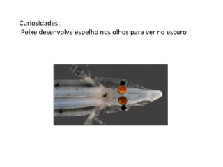 Curiosidades:
Peixe desenvolve espelho nos olhos para ver no escuro

 