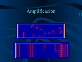 Amplificación 